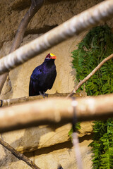 Banana Violet breeding in internal aviary.