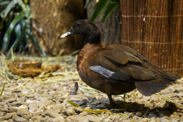 Muscovy duck Congo breeding indoors.