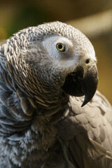 Large portrait of Jacko in the indoor aviary.