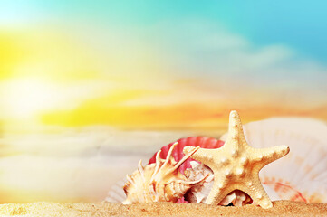 Seashells and starfish on seashore in tropical beach - summer holiday background