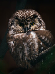 Eurasian Screech Owl with dark background.