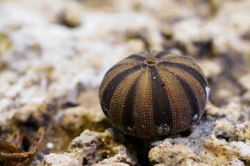 An anemone drying on a rock outside.