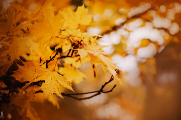 On the thin branches of the tree, beautiful yellow maple leaves fade on an autumn day. Nature in October. Golden autumn.