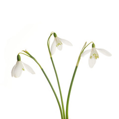White Snowdrop flowers isolated on white background