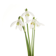 White Snowdrop flowers isolated on white background