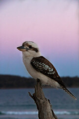 Kookaburra