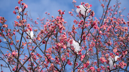 積雪する紅梅の花