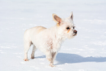 Kleiner weißer Hund im Schnee