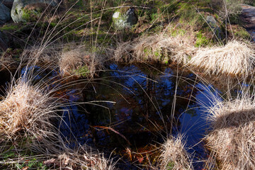 Temporary pond  in Fontainebleau forest