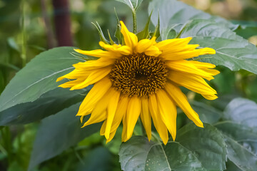 Decorative sunflower flower close-up on the background of greenery in the garden in summer