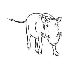 Black and white vector line drawing of a Warthog