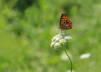 Spanish Queen butterfly (Issoria lathonia) on plant in white color
