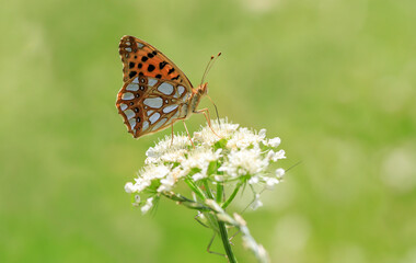 Spanish Queen butterfly (Issoria lathonia) on plant in white color