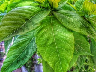 close up of green leaves