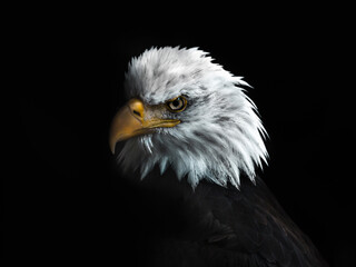 Bald Eagle Staredown