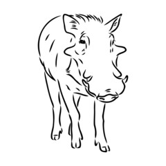 Black and white vector line drawing of a Warthog