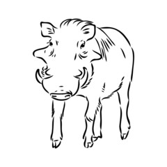 Black and white vector line drawing of a Warthog