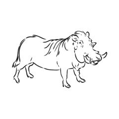 Black and white vector line drawing of a Warthog