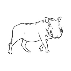 Fototapeta premium Black and white vector line drawing of a Warthog