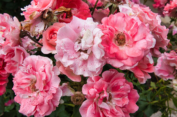 Obraz premium flower rose garden red poppy