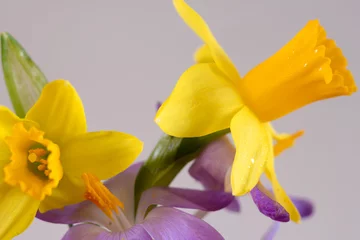 Tuinposter narcis and a part from a crocus close up photo with a soft purple background © Jolanda Jansen