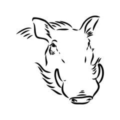 Black and white vector line drawing of a Warthog