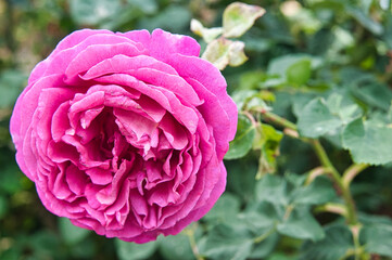 flower rose garden red poppy
