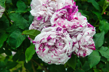 flower rose garden red poppy