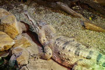 Shielded crocodile upper front view.