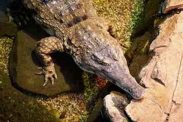 Shielded crocodile upper front view.
