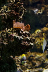 Anemone on a rock in an aquarium.