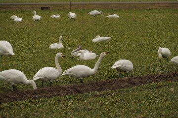 白鳥　群れ　自然　田んぼ