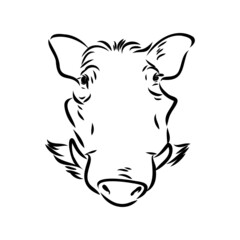 Black and white vector line drawing of a Warthog