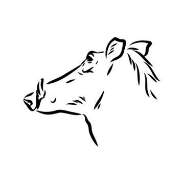 recommend clip art: Black and white vector line drawing of a Warthog
