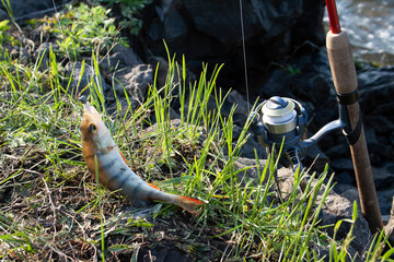 flowers, spring landscape, nature, forest, river, taiga, environment, landscape, flowers, wildflowers, spring flowers, forest flowers