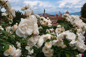 Florence Flower View