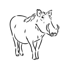 Black and white vector line drawing of a Warthog