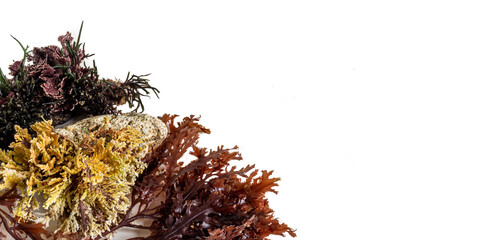seaweed on a white background © derren