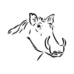Black and white vector line drawing of a Warthog