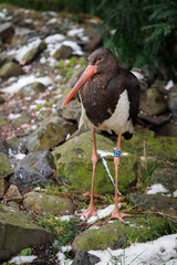 Black Stork outdoors with snow.