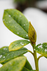 Rhododendron leaves in winter with snow.