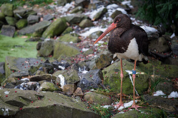 Black Stork outdoors with snow.
