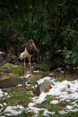 Black Stork outdoors with snow.