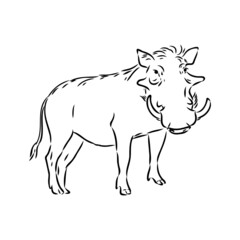 Black and white vector line drawing of a Warthog
