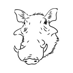 Fototapeta na wymiar Black and white vector line drawing of a Warthog