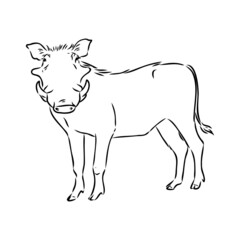 Black and white vector line drawing of a Warthog