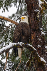 american bald eagle