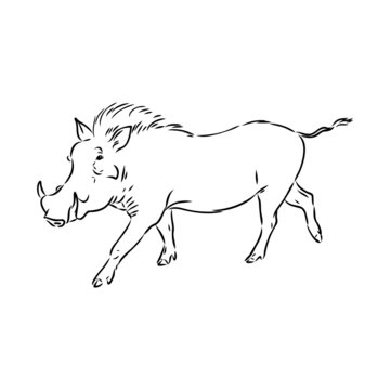 Black and white vector line drawing of a Warthog