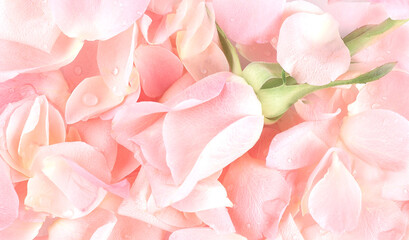 Fototapeta na wymiar Pink rose petals and one rose. Flat lay, top view