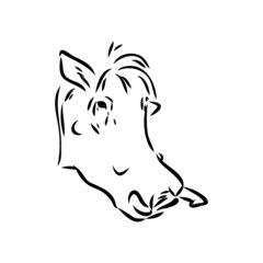 Black and white vector line drawing of a Warthog